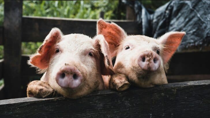 The Tiniest Pigs You’ll Want to Adopt Right Now