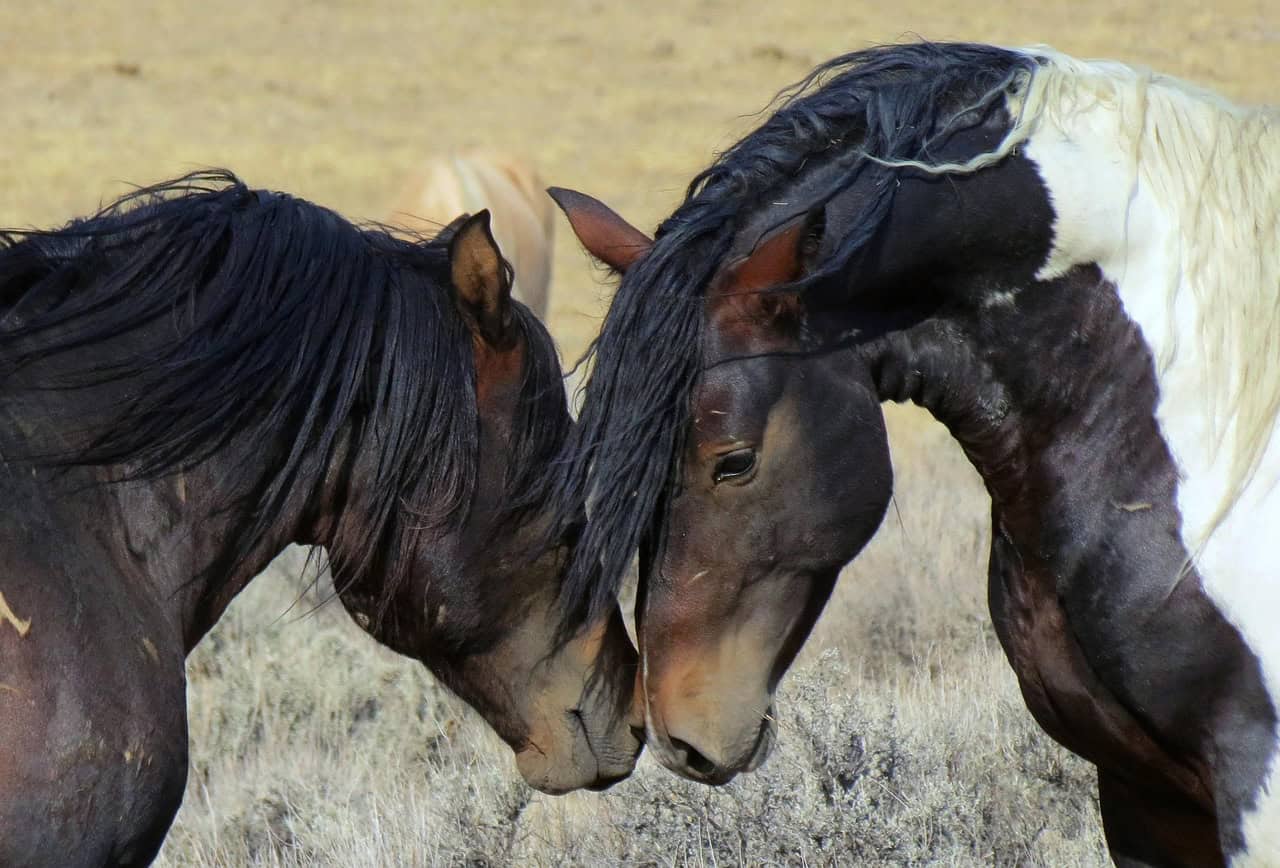 wild, horses, wyoming, wild mustangs, mustangs, scenery, animals, history, nature, wild horse, west, mustang, pony, cowboys, horse, tourist attraction, horses, horses, horses, wyoming, horse, horse, horse, horse, horse