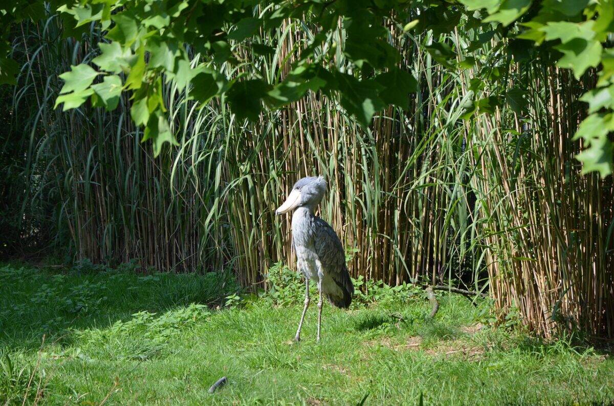 bird, shoebill, ornithology, species, fauna, animal, wildlife, wilderness, balaeniceps rex, abu markub, beak, nature, africa, shoebill, shoebill, shoebill, shoebill, shoebill