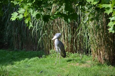 The Striking Beauty and Fragility of the Shoebill Stork