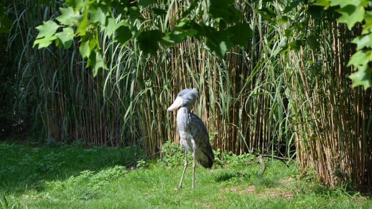 The Striking Beauty and Fragility of the Shoebill Stork