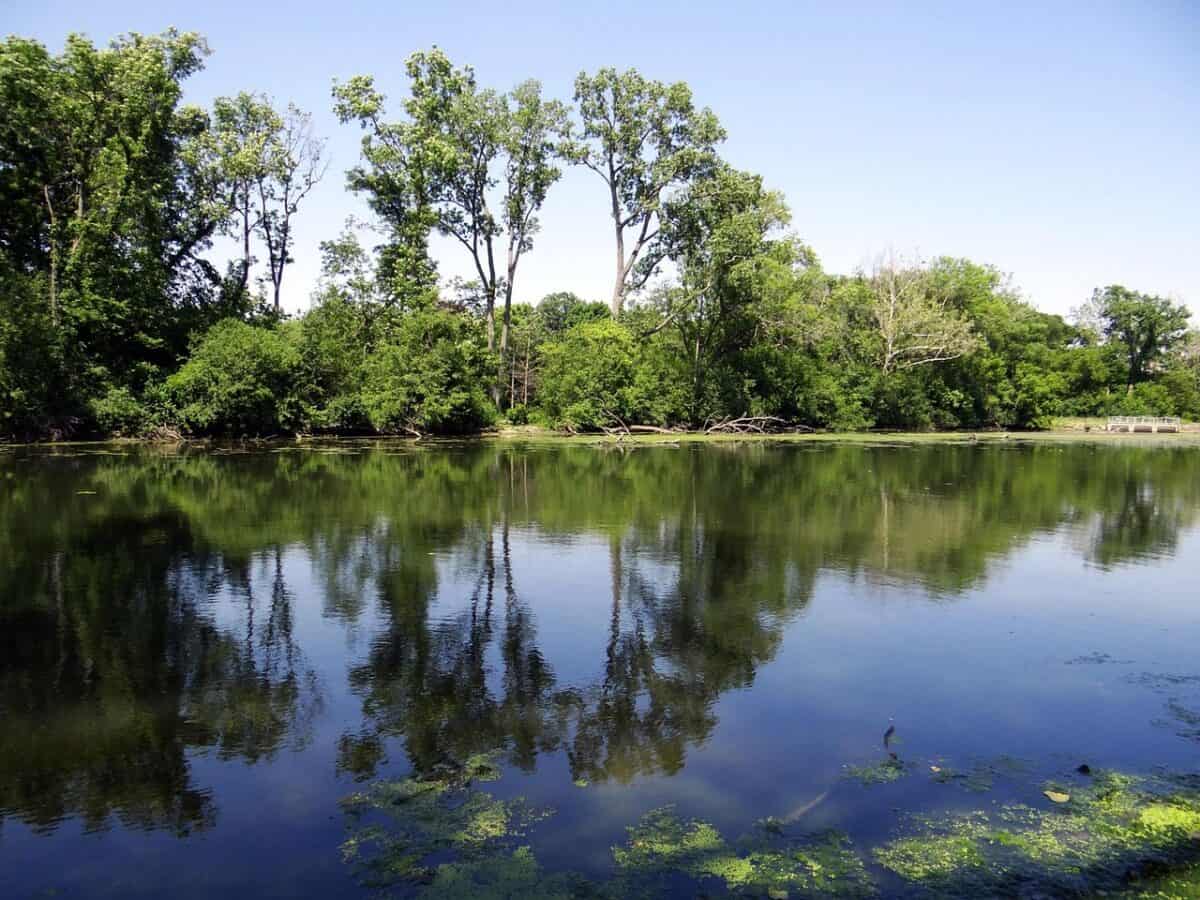 lake, pond, tree, nature, water, reflection, landscape, outdoor, river, forest, natural, season, tranquil, calm, environment, view, peaceful, ecology, peace, freshwater, rural, idyllic, scenic, freshwater, freshwater, freshwater, freshwater, freshwater
