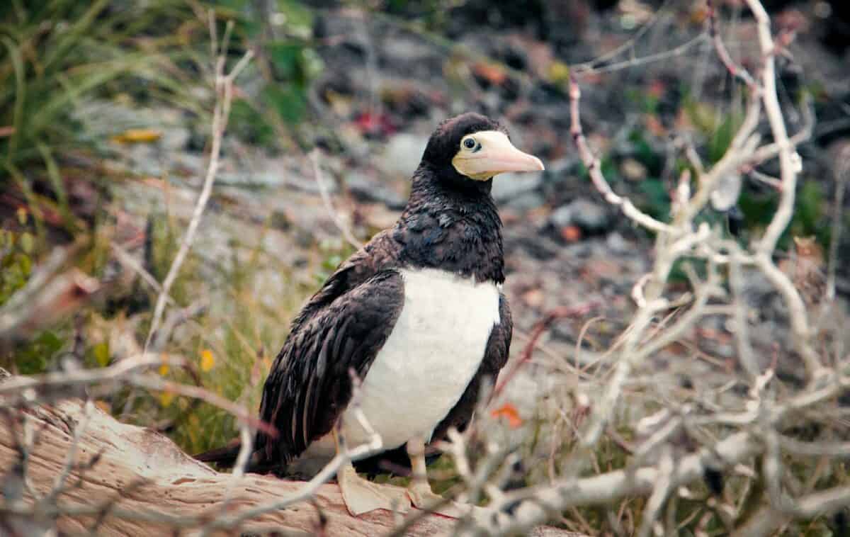 Magnificent Frigatebird resting in a natural setting, showcasing distinctive plumage.