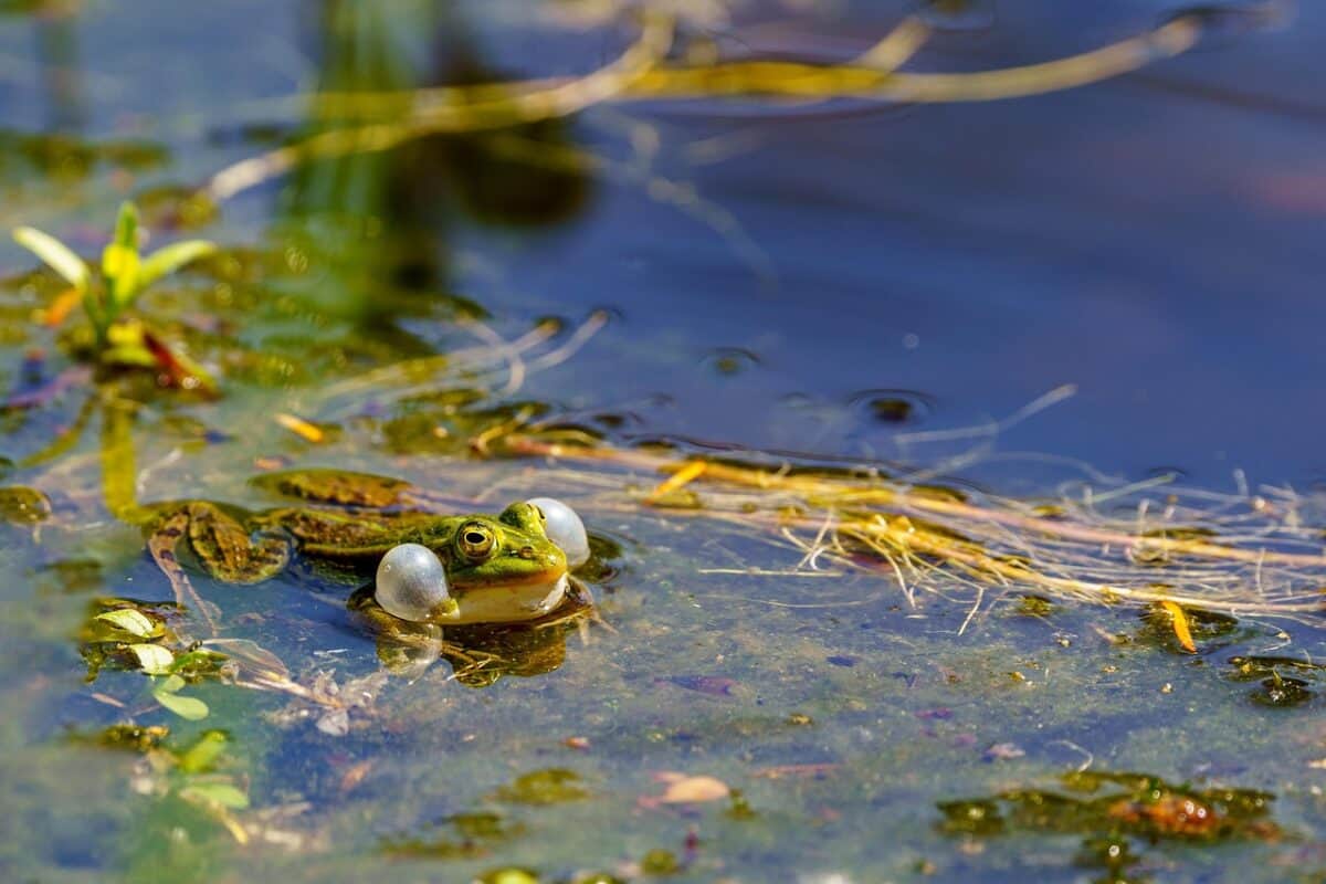 frog, animal, amphibian, water, animal world, nature, wetland, wildlife, ecosystem, ecosystem, ecosystem, ecosystem, ecosystem, ecosystem
