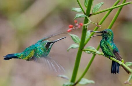 15 Birds With the Most Unusual Mating Dances