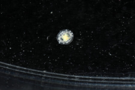 The Tiny Jellyfish That Might Be Immortal