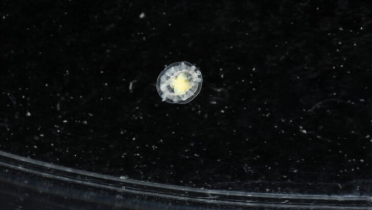 The Tiny Jellyfish That Might Be Immortal