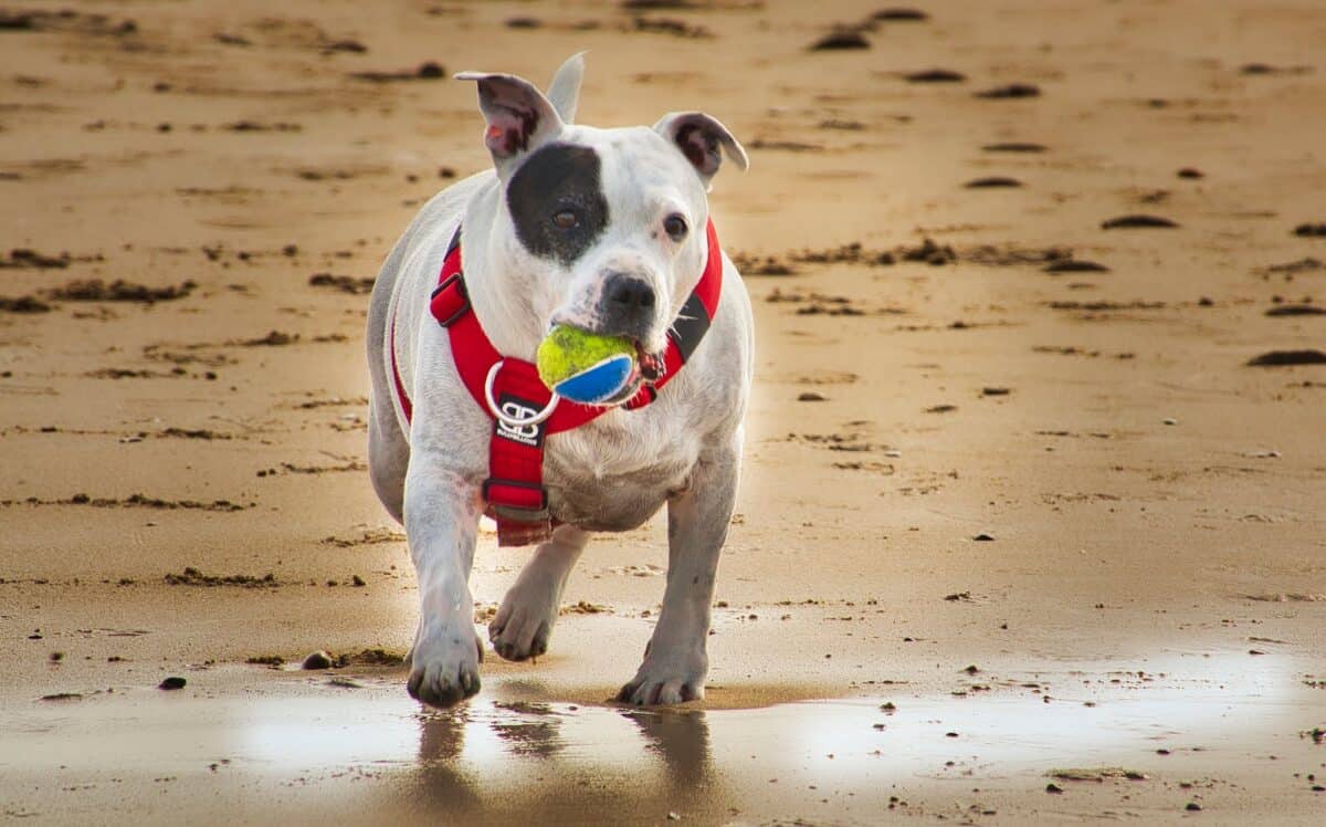 Staffordshire Bull Terrier with a ball on a sandy beach at day
