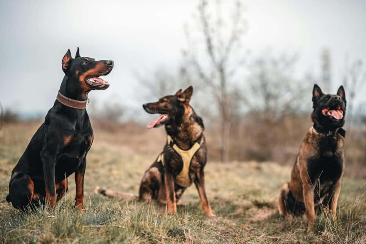 Three purebred dogs sitting outdoors in a grassy field in Slovakia.