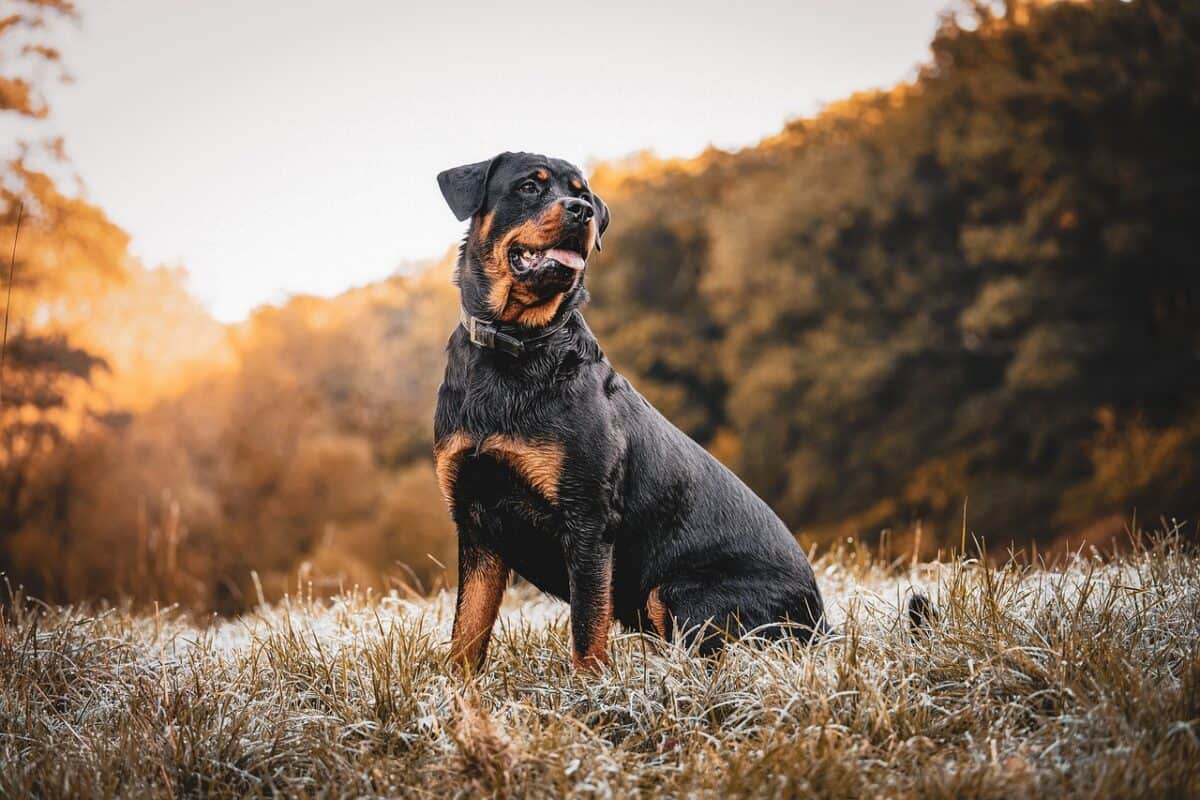 rottweiler, dog, sunset, domestic animal, animal, forest, nature, field, meadow, rottie, rottweiler, rottweiler, rottweiler, rottweiler, pet, rottweiler, dog, dog