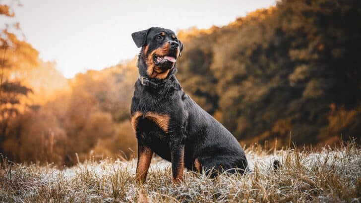 The World’s Most Expensive Dog Breeds