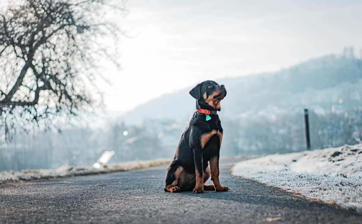 dog, rottweiler, winter, outdoors, animal, domestic animal, rottie, snow, pet, nature, canine, rottweiler, rottweiler, rottweiler, rottweiler, rottweiler