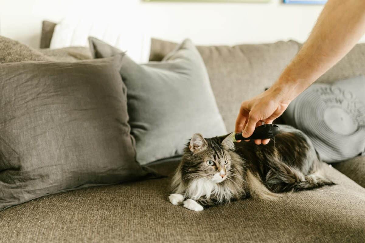 A Maine Coon cat being gently combed on a comfortable sofa indoors.