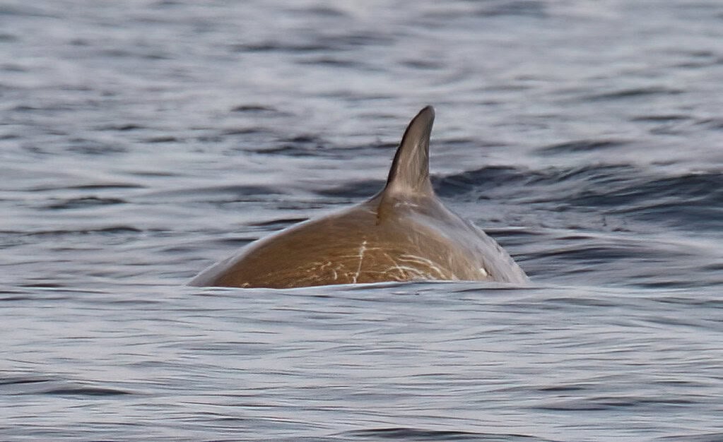 Cuvier's beaked whale