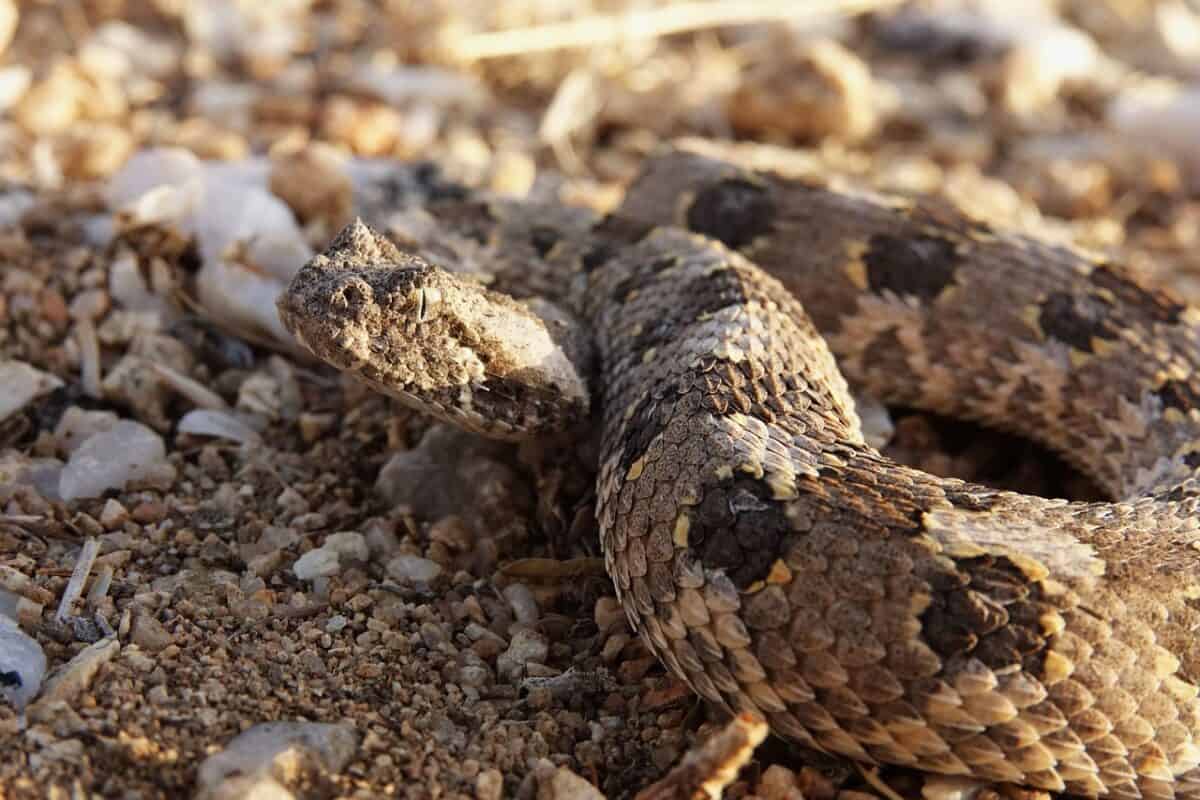 venomous snake, poisonous, horned viper, reptile, namibia, viper, horned viper, viper, viper, viper, viper, viper