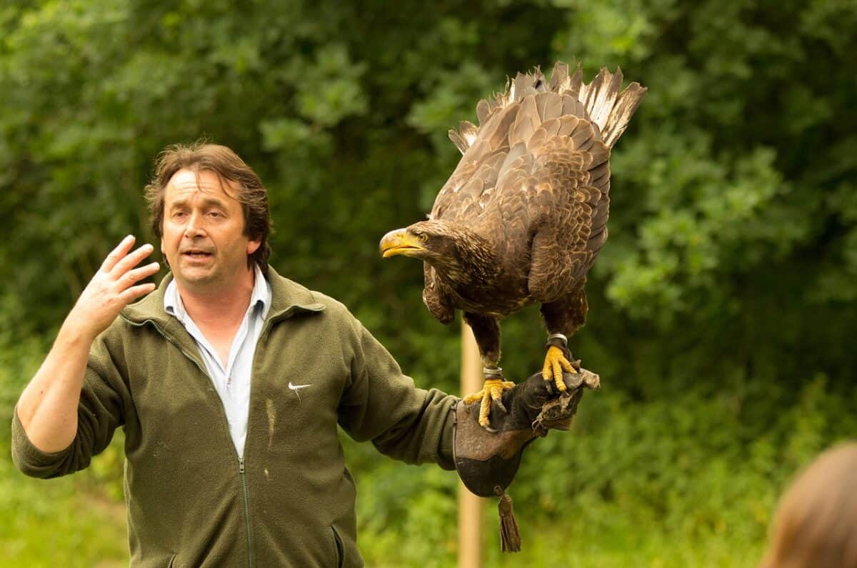 bird, eagle, nature, raptor, show