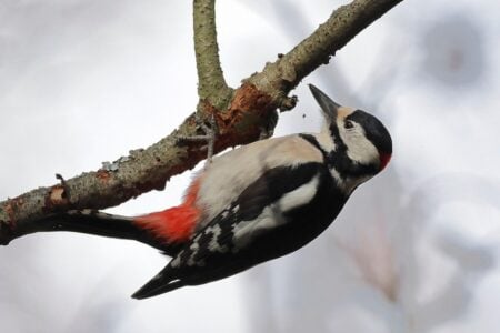 12 Extinct Birds That Once Ruled the Skies