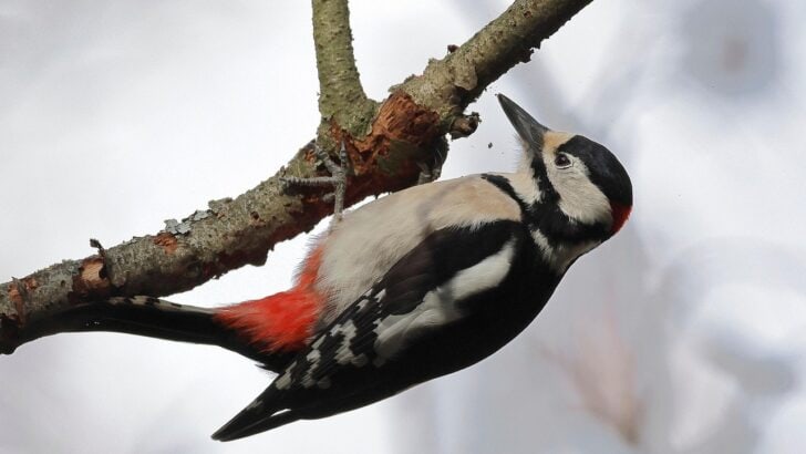 12 Animals That Use Tools in the Wild