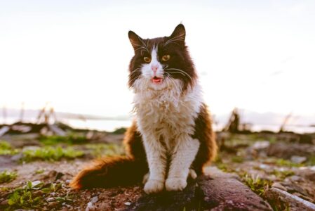 13 Times Cats Outsmarted Their Owners