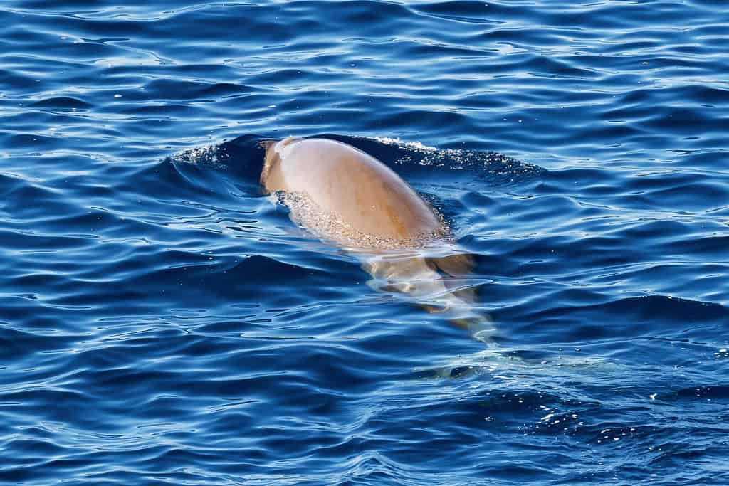 Cuvier's beaked whale