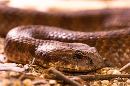 13 Things You Did Not Know About the Copperhead