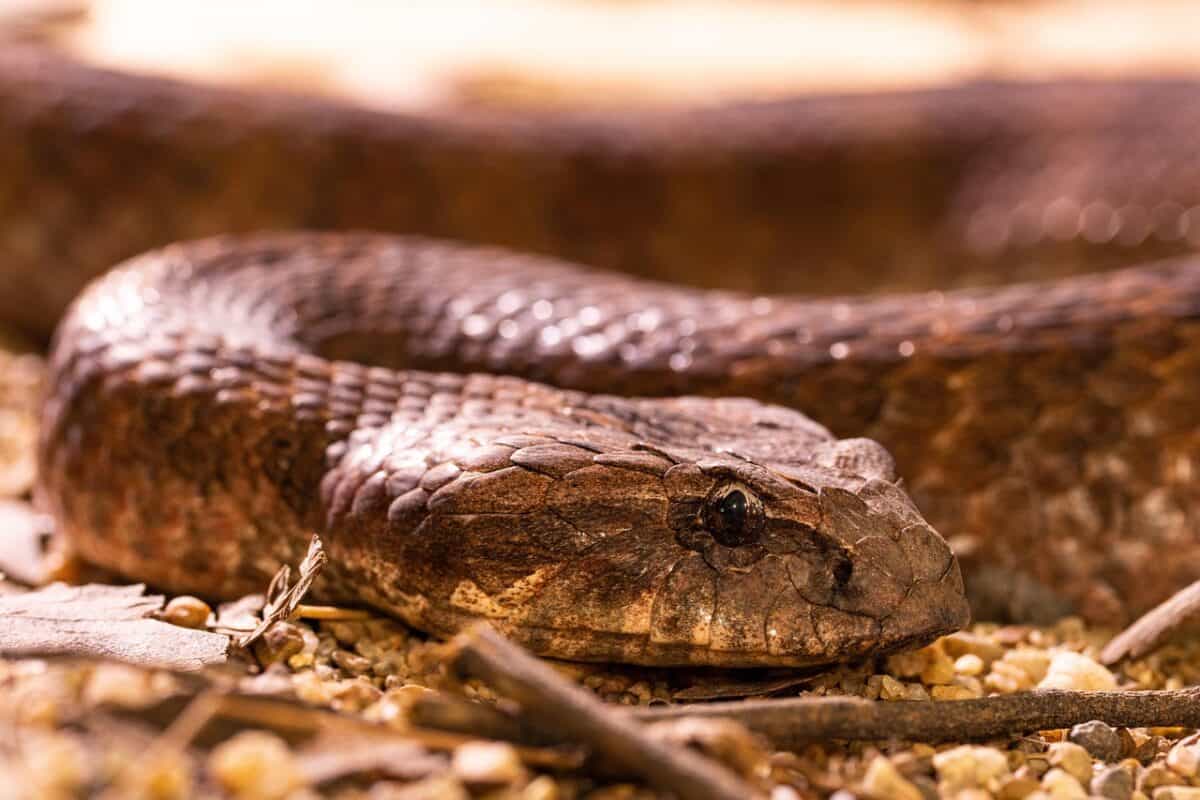 snake, reptile, death adder, adder, animal, australia, brown, nature, snake, snake, snake, snake, snake