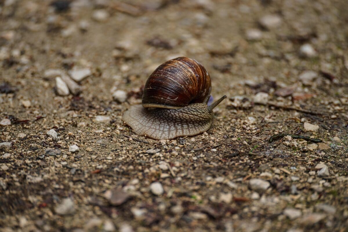 snail, mollusk, snail species, animal, wildlife, mucus, close up, nature, helix pomatia, brown