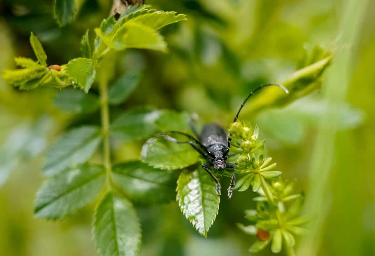 beetle, large oak beetle, natural reserve, ecology, macro, green