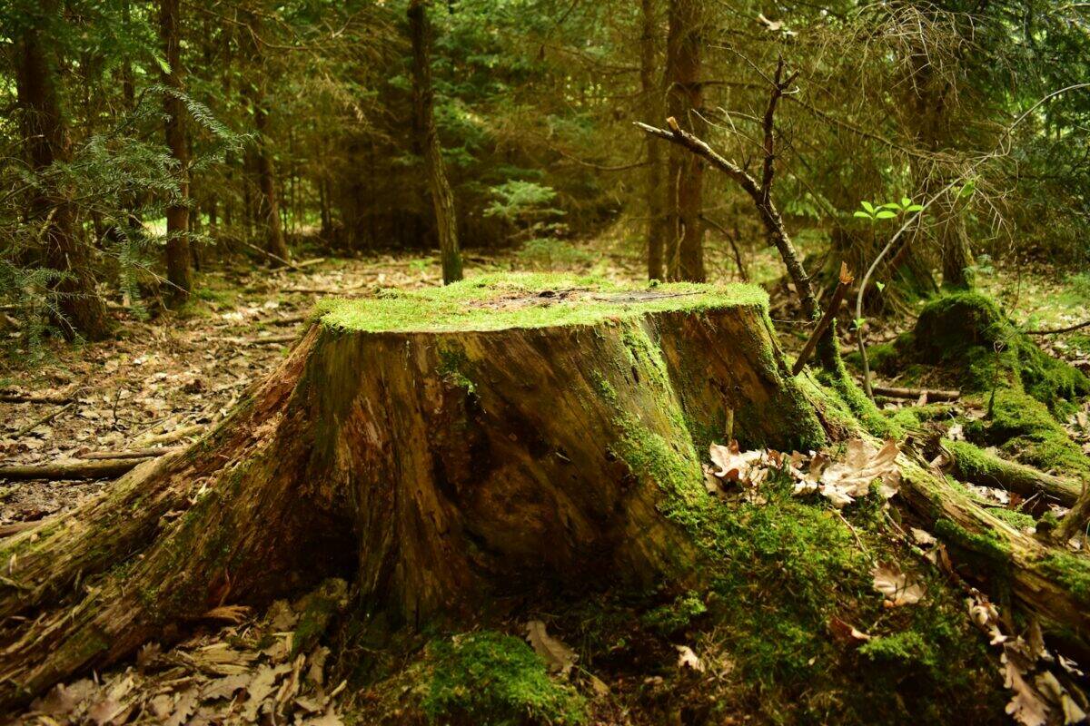 a tree stump with moss growing on it in a forest