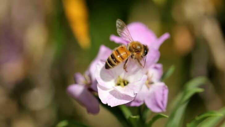 Why Honeybees Are Vital for Our Planet