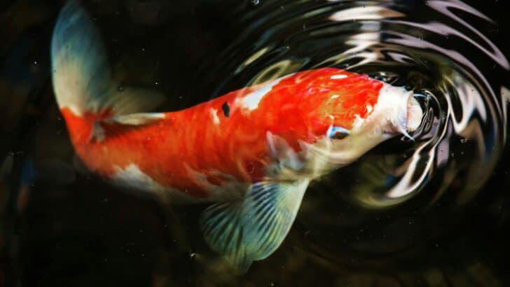 These 12 Creatures Have Lived for Over 500 Years—And Some Are Still Alive