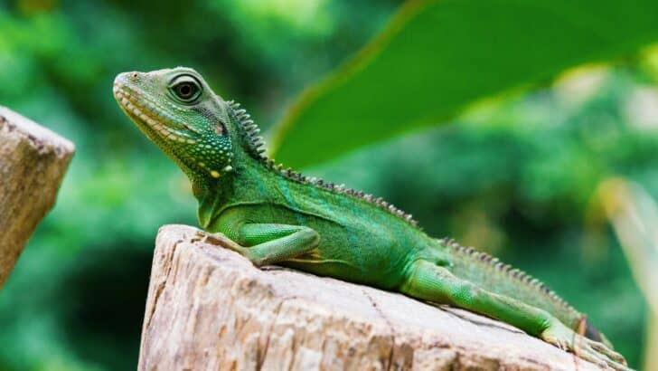 From Iguanas to Pythons&mdash;Florida&rsquo;s War on Invasive Reptiles