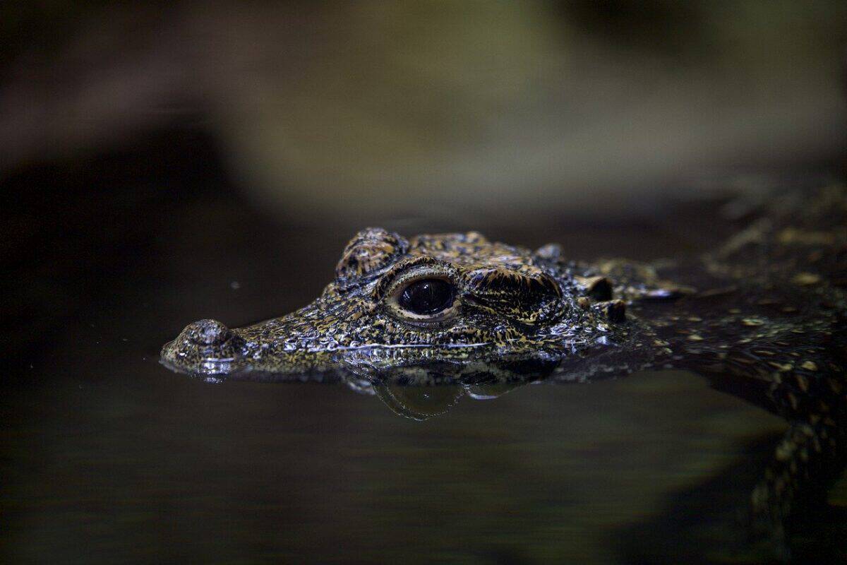 crocodile, alligator, wildlife, reptile, water, predator, dangerous, animal, crocodile, crocodile, crocodile, crocodile, nature, crocodile, alligator, wildlife, wildlife, reptile, dangerous, dangerous, dangerous