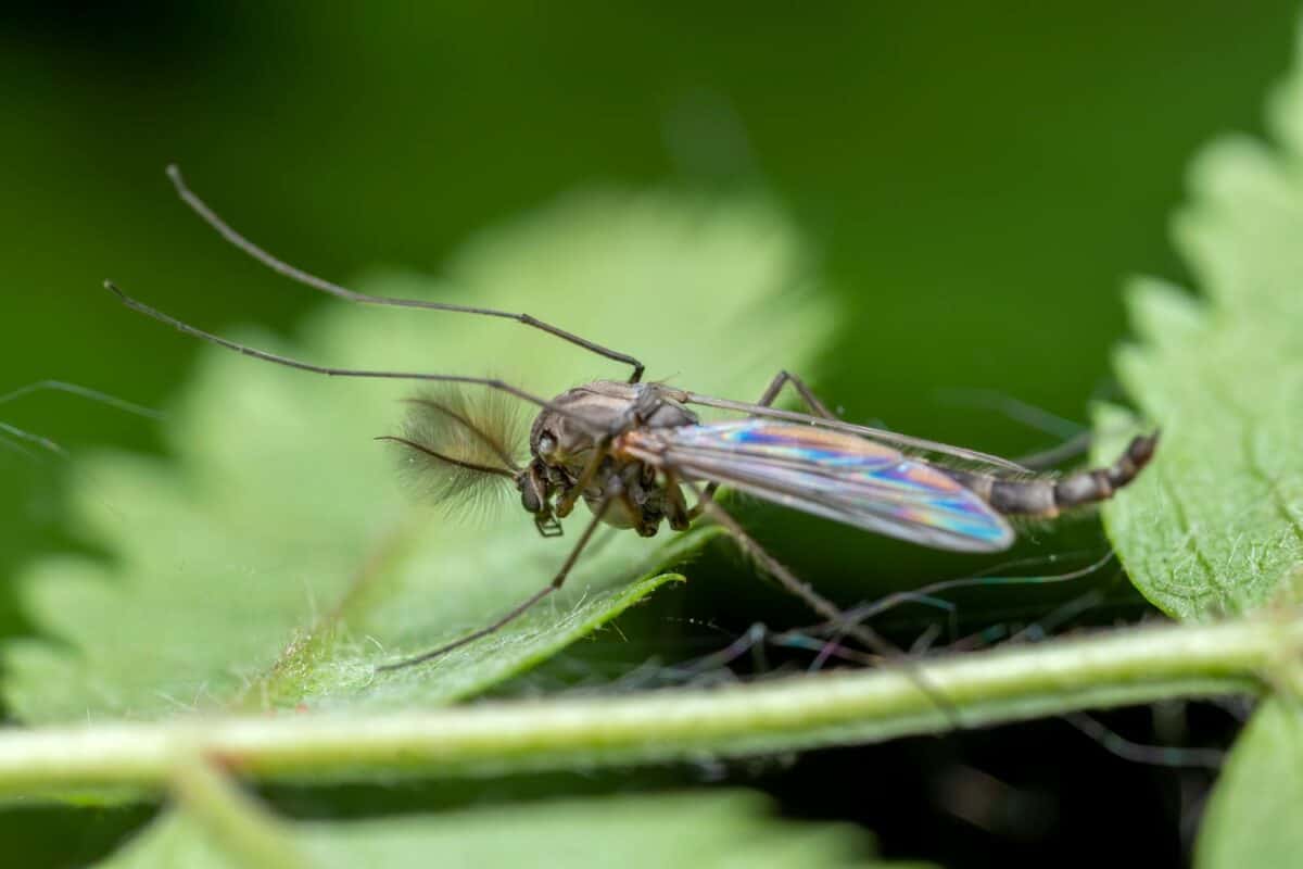 Macro shot of a Chironomidae midge perched on a green leaf, showcasing vibrant details.