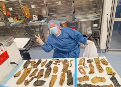 Jaw-Dropping 44 Items Found Inside Luna the Bernese Mountain Dog&rsquo;s Stomach at the Vet