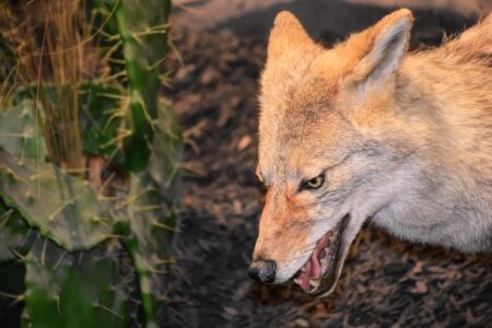 12 Dog Breeds That Can Survive a Coyote Attack