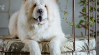 Adorable Chow Chow dog lounging indoors, surrounded by greenery.