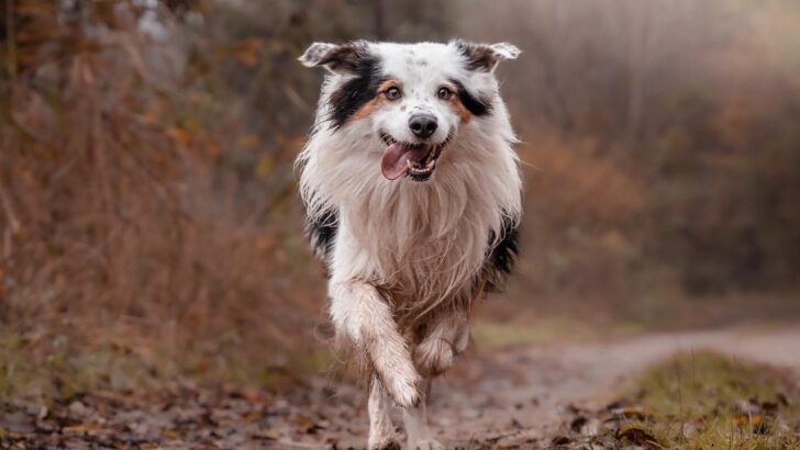 10 Dog Breeds That Are Incredibly Loyal to Their Owners