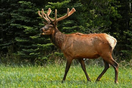 This Small Town in Colorado Attracts Elk Every Fall