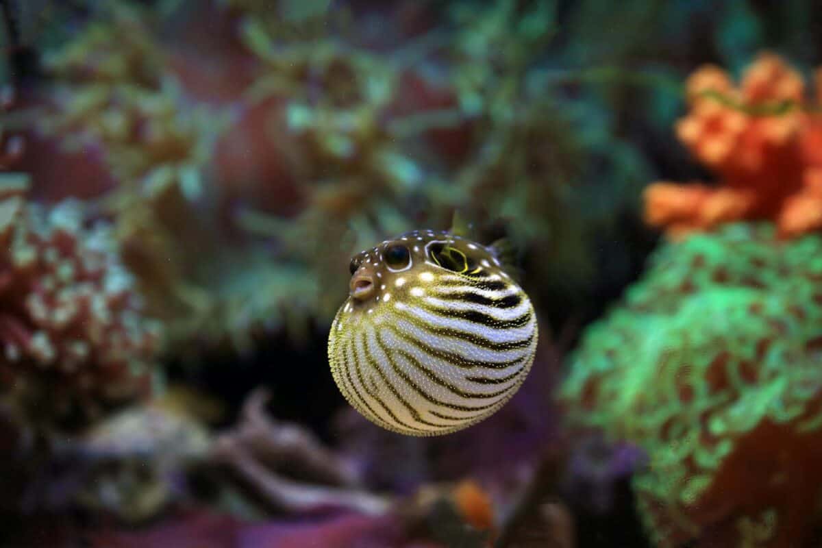 Vibrant close-up of a spotted pufferfish swimming in a richly colored aquarium setting.