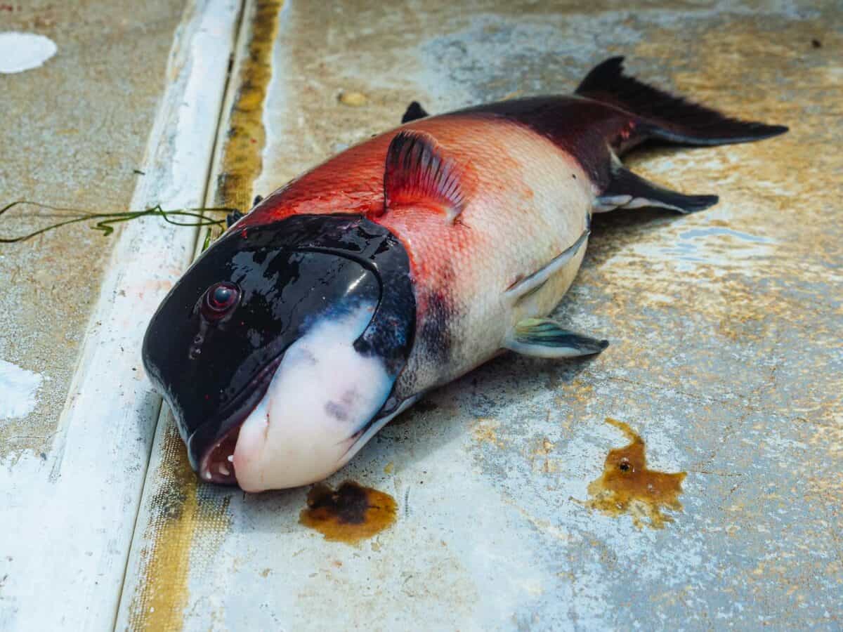 A detailed shot of a freshly caught Sheephead fish lying on the dock, showcasing its unique colors.
