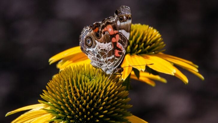 Why Butterflies Are Blooming Earlier Across America