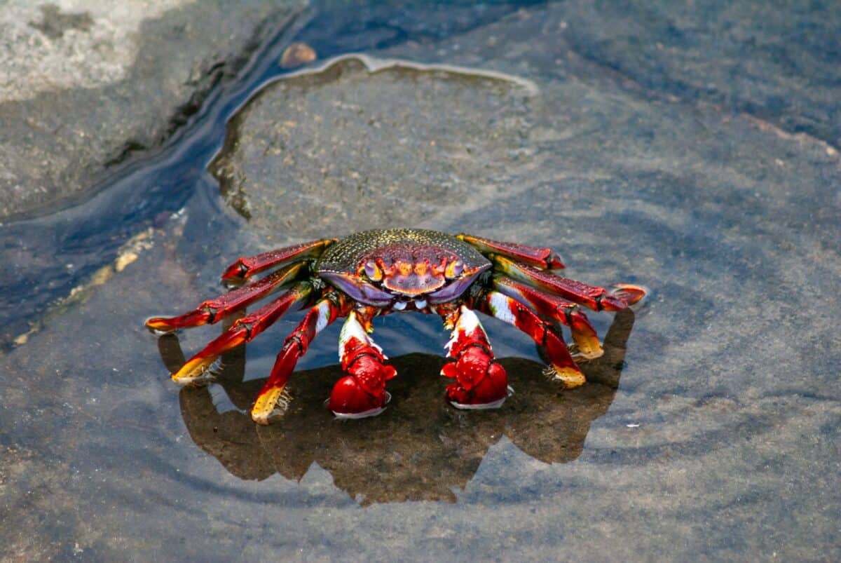 A crab is sitting on the rocks in the water