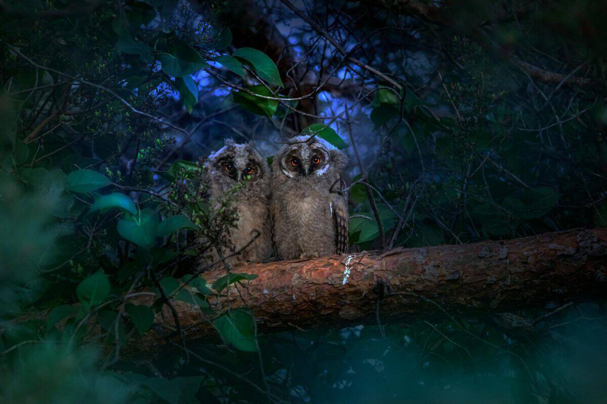Two owls perched on a branch in a lush forest at night in Estonia.