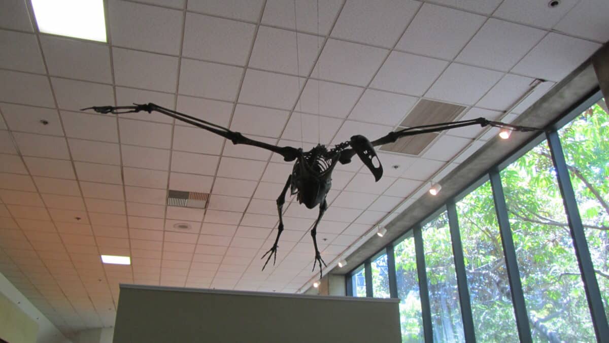 teratornis