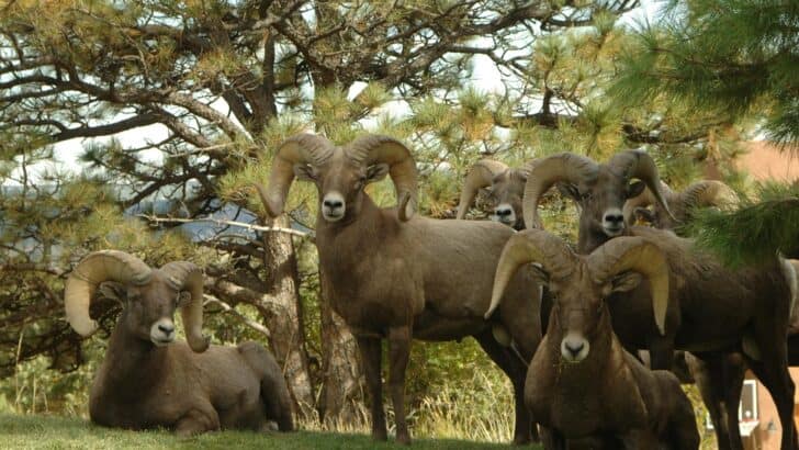 The Most Massive Bighorn Sheep Ever Seen in the Rockies