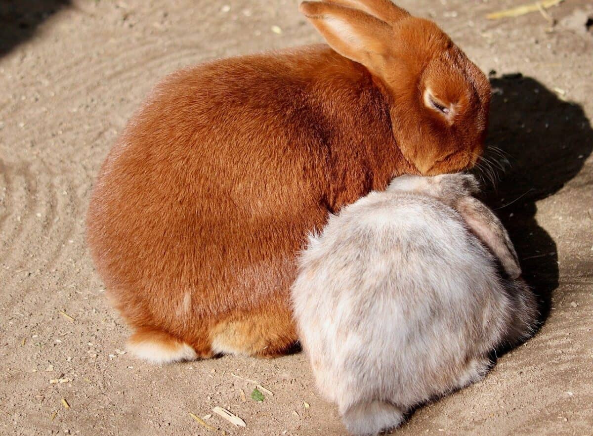 aries, rabbits, cuddle, domestic animal, animal, nature, rabbit