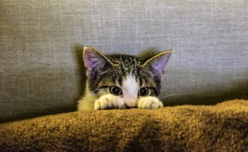 12 Things That Stress Your Cat Out Daily