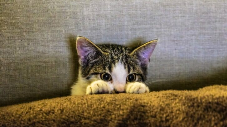 12 Things That Stress Your Cat Out Daily