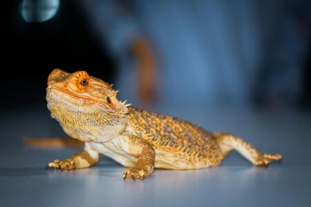 13 Reptiles That Actually Enjoy Being Handled